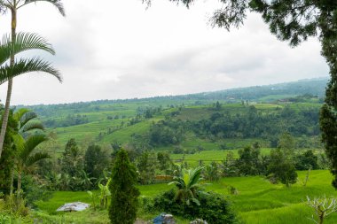 Bali 'de pirinç tarlaları