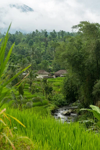 Rice paddies at Bali — Stock Photo, Image