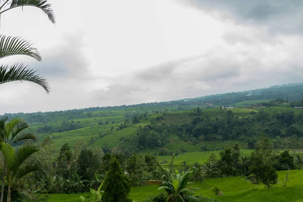 Pola ryżowe na Bali — Zdjęcie stockowe