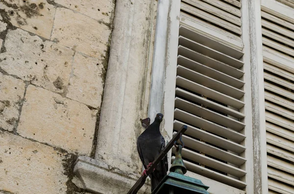 Facades of old town Dubrovnik — Stock Photo, Image