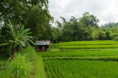 Bali 'de pirinç tarlaları