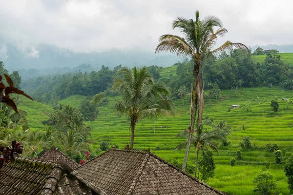 Pola ryżowe na Bali — Zdjęcie stockowe