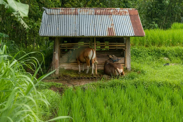 Коровы на рисовом поле — стоковое фото