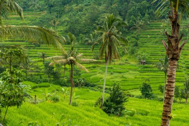 Bali 'de pirinç tarlaları