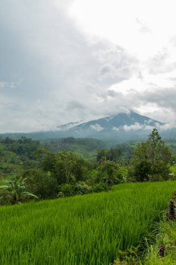 Bali 'de pirinç tarlaları