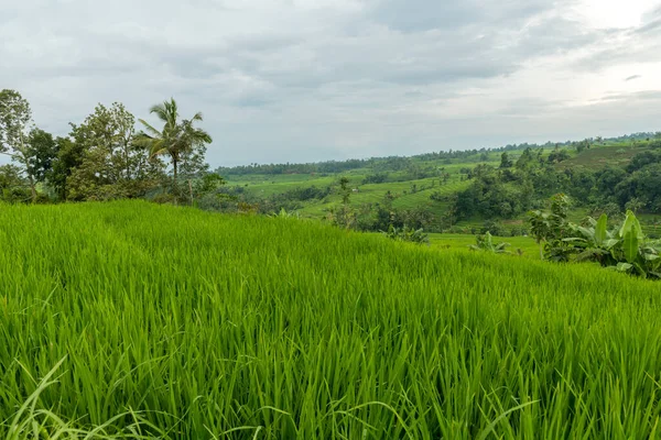 Rýžové pole na Bali — Stock fotografie