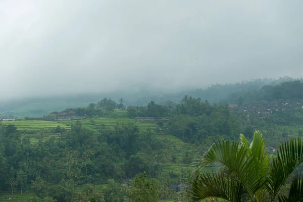 Pola ryżowe na Bali — Zdjęcie stockowe