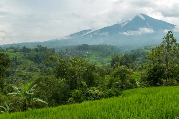 Pola ryżowe na Bali — Zdjęcie stockowe