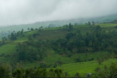 Bali 'de pirinç tarlaları