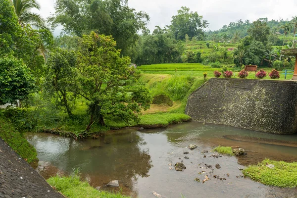 Water dam at Rice paddies — Stock Photo, Image