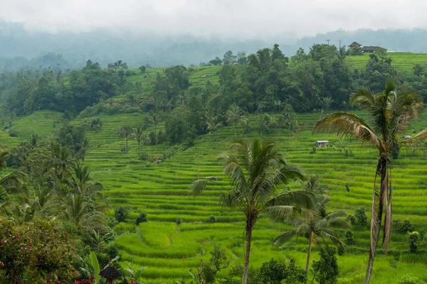 Rice paddies at Bali — Stock Photo, Image