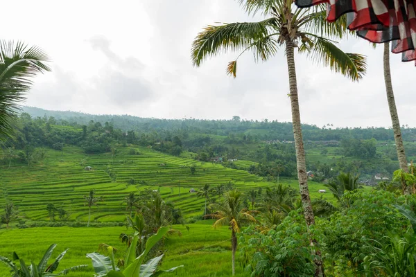 Ris kuddar på Bali — Stockfoto