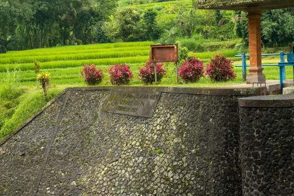 Плотина на рисовых плантациях — стоковое фото