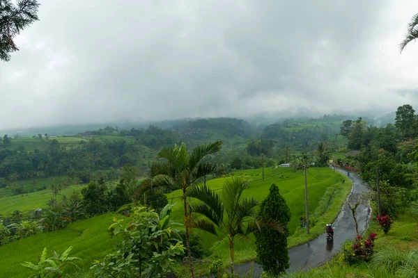 Pola ryżowe na Bali — Zdjęcie stockowe