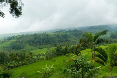 Bali 'de pirinç tarlaları