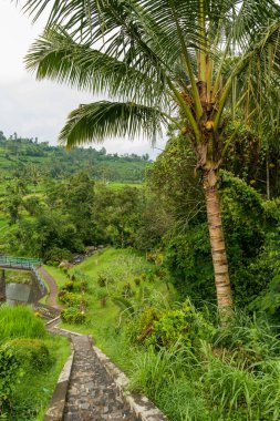 Jatiluwih Görünümü