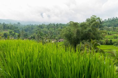 Jatiluwih Görünümü