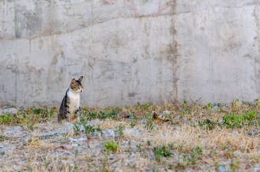 Eski kasabada başıboş bir kedi