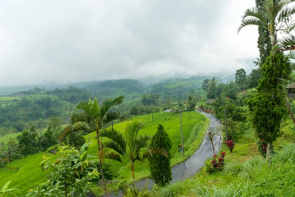 Bali 'de pirinç tarlaları — Stok fotoğraf