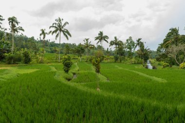 Bali 'de pirinç tarlaları