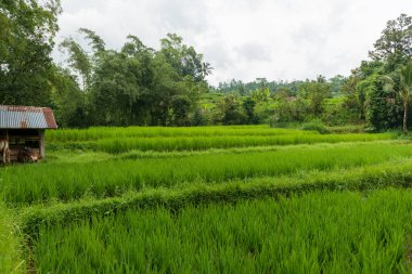 Bali 'de pirinç tarlaları