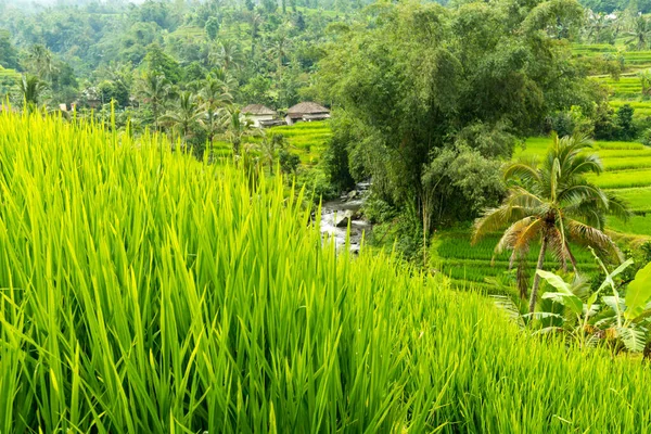 Vista de Jatiluwih — Foto de Stock