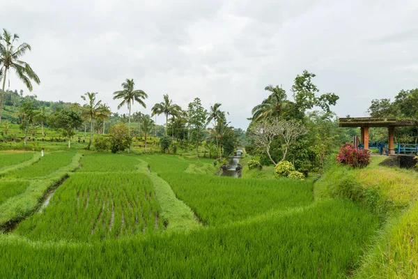 Rice paddies at Bali — Stock Photo, Image