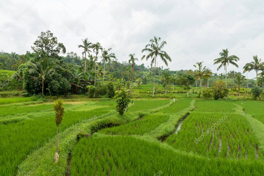 Rice paddies at Bali