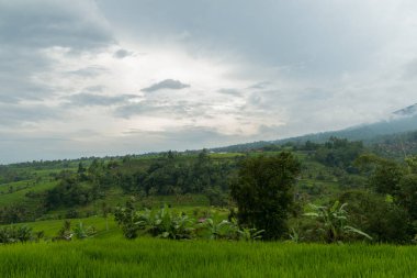 Bali 'de pirinç tarlaları