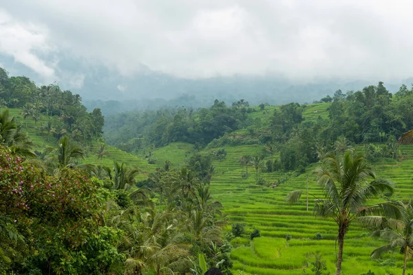 Pola ryżowe na Bali — Zdjęcie stockowe