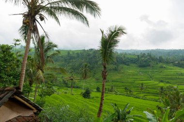 Bali 'de pirinç tarlaları