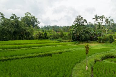 Bali 'de pirinç tarlaları