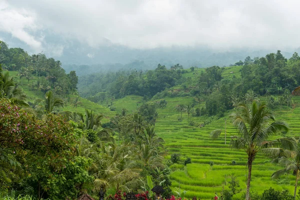 Almofadas de arroz em Bali — Fotografia de Stock