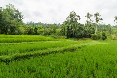 Bali 'de pirinç tarlaları