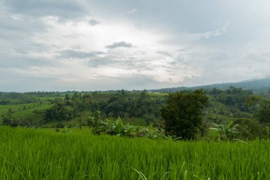 Bali 'de pirinç tarlaları