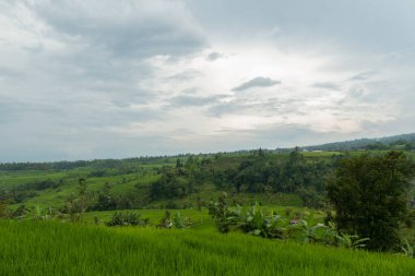 Bali 'de pirinç tarlaları