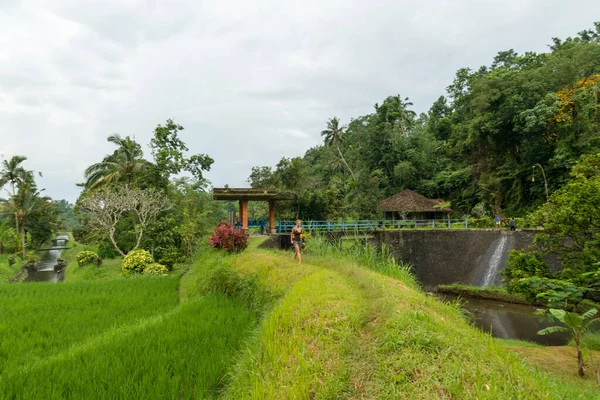 Turista em arrozais — Fotografia de Stock