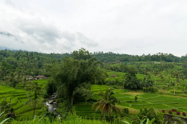 Rice paddies at Bali — Stock Photo, Image