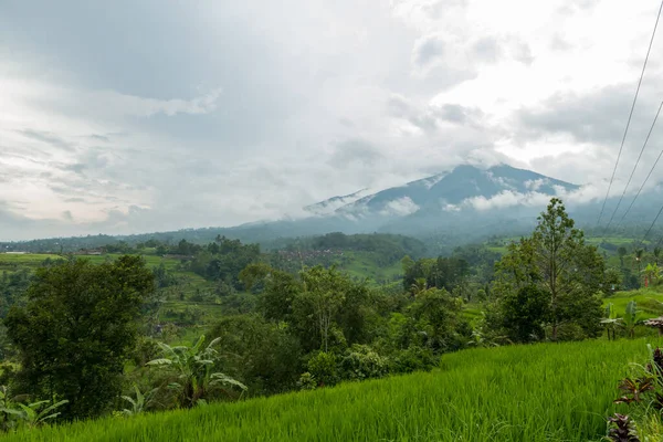 Pola ryżowe na Bali — Zdjęcie stockowe