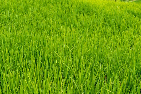 Rice paddies at Bali — Stock Photo, Image