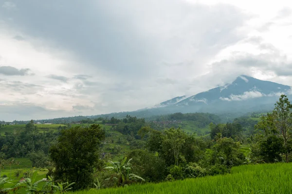 Arroces en Bali — Foto de Stock