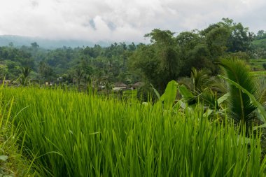 Jatiluwih Görünümü