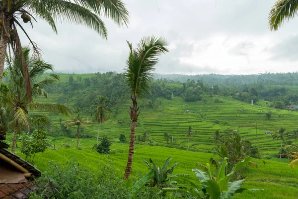 View of Jatiluwih — Stock Photo, Image