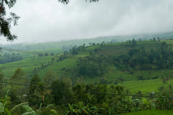 Pola ryżowe na Bali — Zdjęcie stockowe