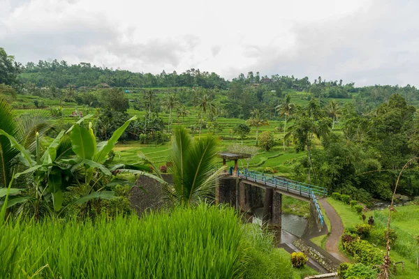 View of Jatiluwih — Stock Photo, Image