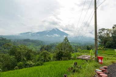 Jatiluwih Görünümü