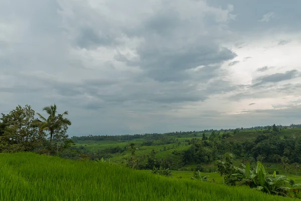 Rice paddies at Bali — Stock Photo, Image