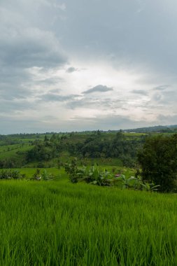 Bali 'de pirinç tarlaları