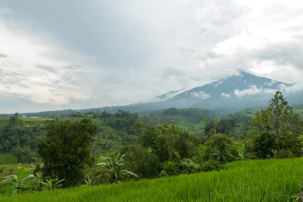 Arroces en Bali — Foto de Stock