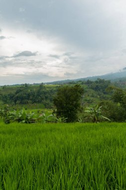 Bali 'de pirinç tarlaları